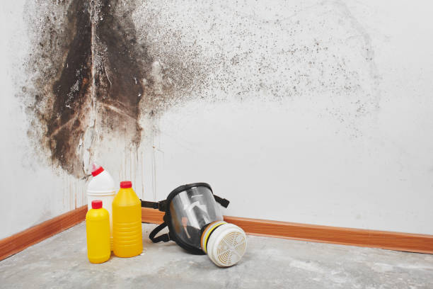Best Commercial Mold Remediation in Andover, MN