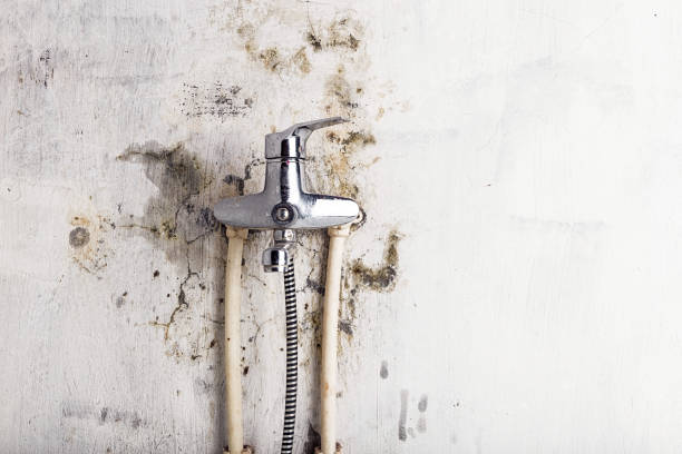 Best Residential Mold Remediation in Andover, MN