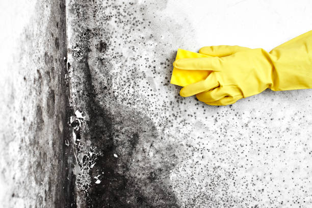 Best Black Mold Remediation in Andover, MN
