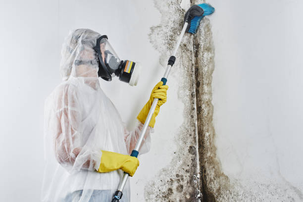 Best Emergency Mold Remediation in Andover, MN