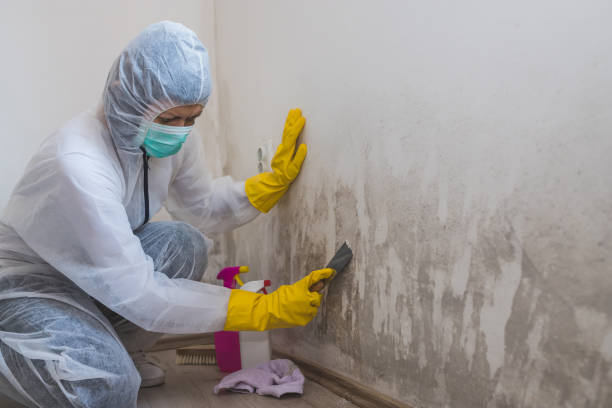 Best Post-Remediation Services in Andover, MN