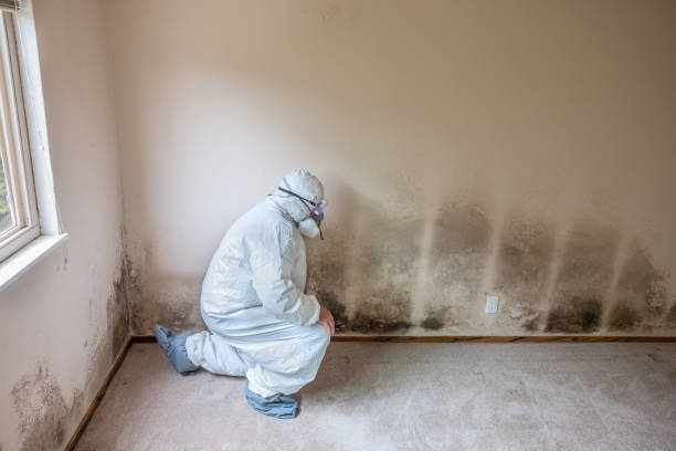 Best HVAC Mold Remediation in Andover, MN