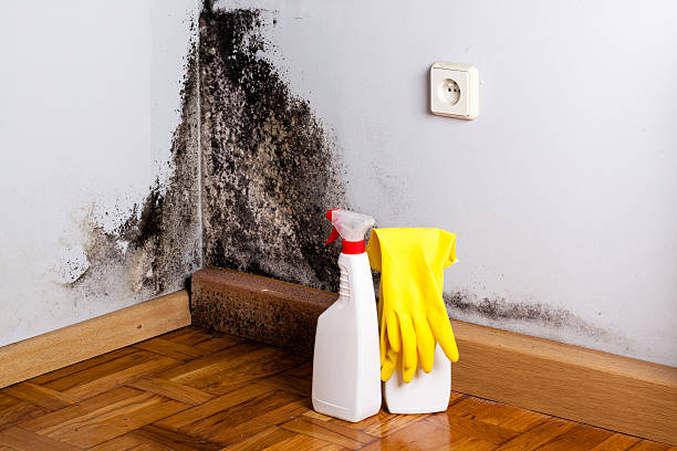 Best Attic Mold Remediation in Andover, MN