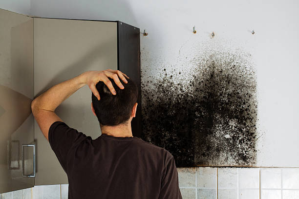 Best Preventive Mold Services in Andover, MN