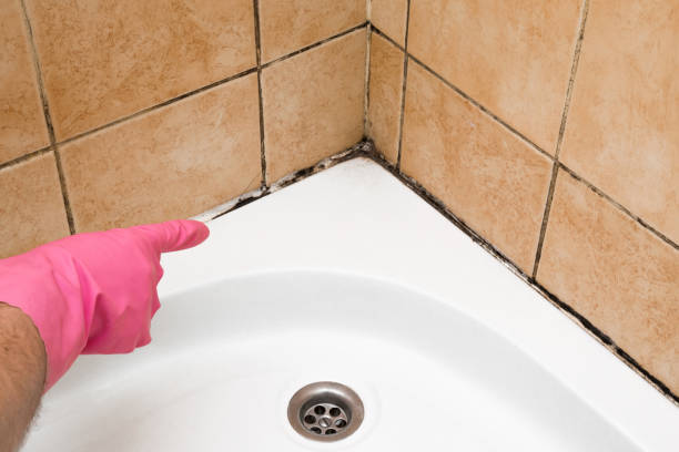 Best Basement Mold Remediation in Andover, MN